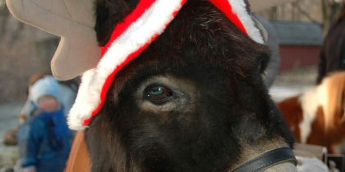 Zoo-Esel mit Weihnachtsmütze
