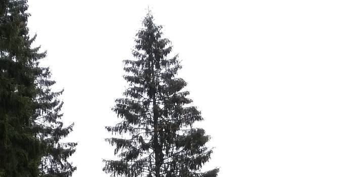 Eine Rotfichte für den Erfurter Weihnachtsmarkt