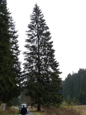 Nadelbaum im Wald