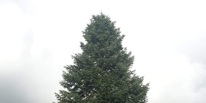 Eine Weißtanne für den 169. Erfurter Weihnachtsmarkt