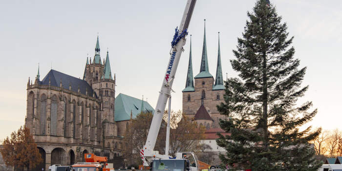 Eine Weißtanne für den Erfurter Weihnachtsmarkt