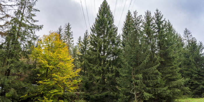 Weihnachtsbaum wird am 11. November aufgestellt
