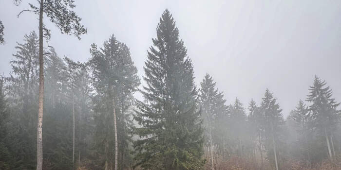 Weihnachtsbaum wird am 9. November aufgestellt