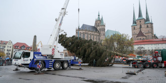 Eine Rotfichte für den 167. Erfurter Weihnachtsmarkt