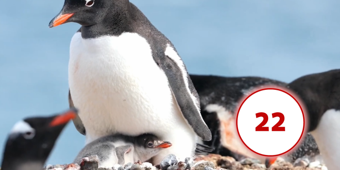 Interner Verweis: Türchen 22