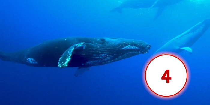 Interner Verweis: Türchen 4